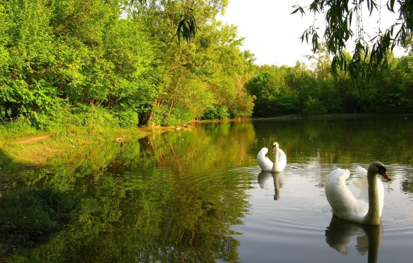 Лебединое озеро