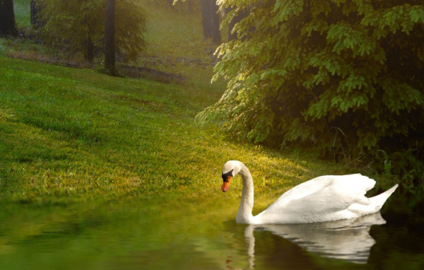 Лебедь у берега