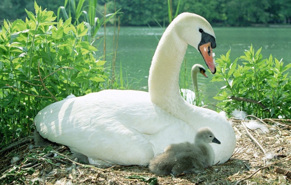 Лебедь с птенцом