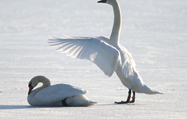 Лебеди на снегу
