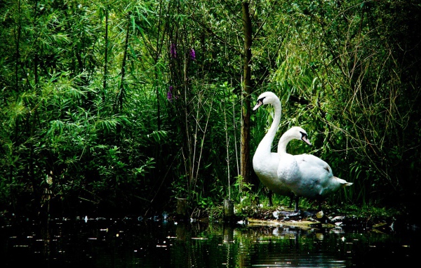 Лебеди на берегу озера