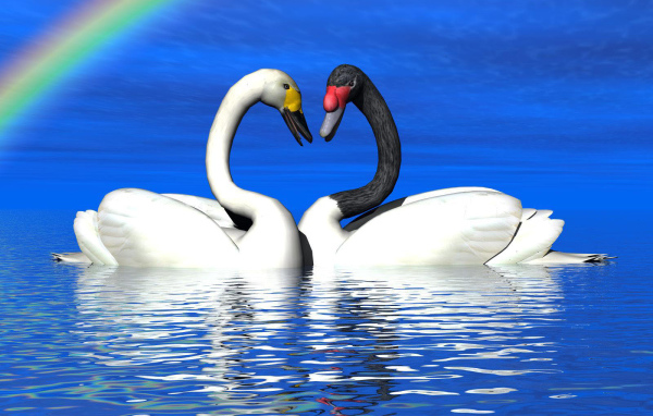 Лебеди под радугой