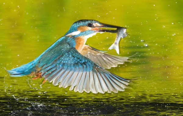 Птица поймала рыбу