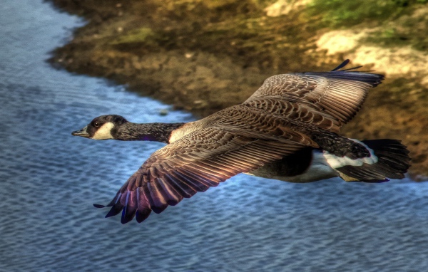 Утка в полете