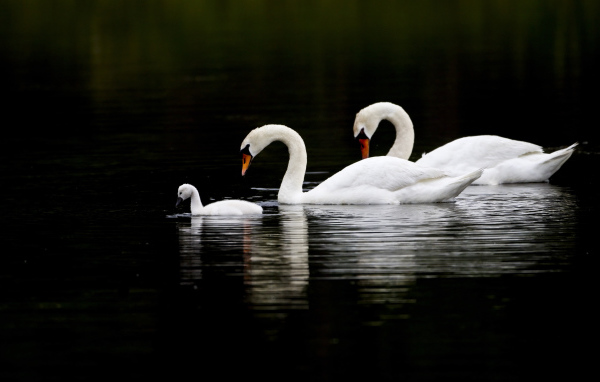 The family of swans