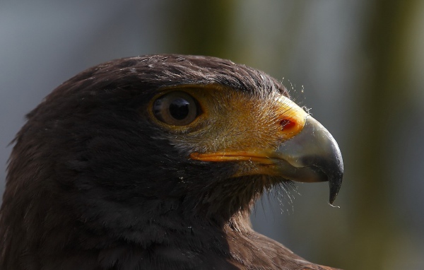 Голова орла