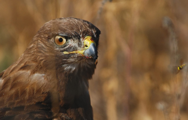 Голова орла