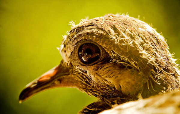 Голова новорожденного птенца