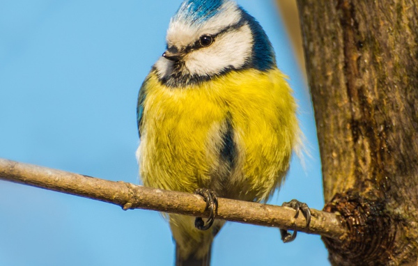 Синица сидит на ветке