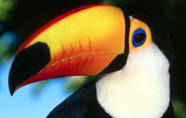 Птица тукан