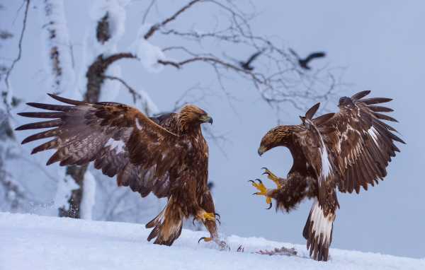 Две птицы зимой