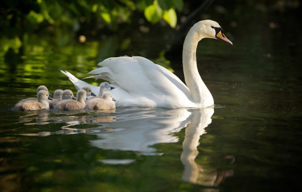 Лебедь со своими детями