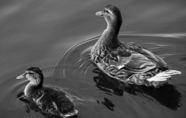 Утка с утенком