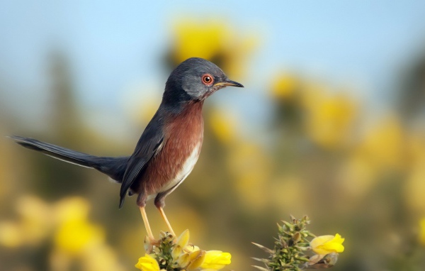 Маленькая птичка на цветке
