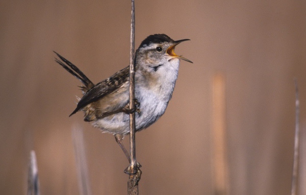 Певчая птица