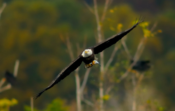 Белоголовый орел