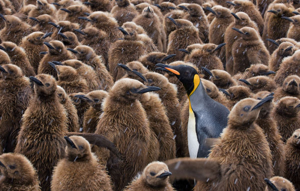 Птенцы пингвинов