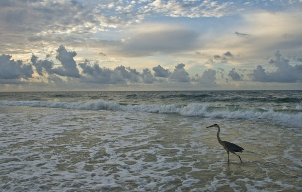 Журавль шагает по морю