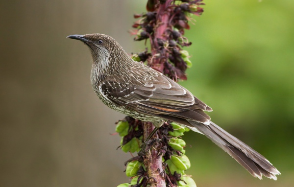 Кукушка на ветке