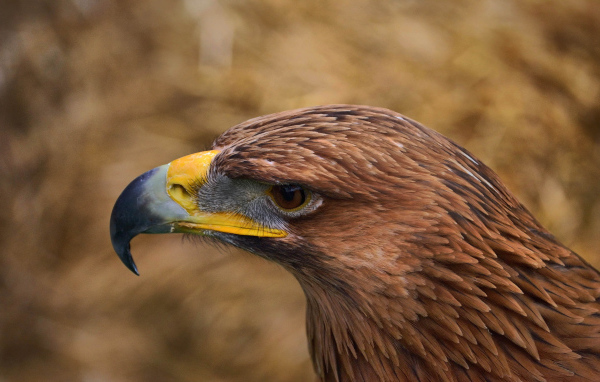 Орел с желтым клювом