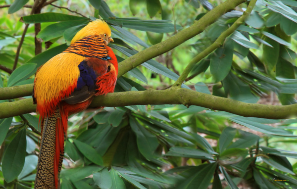 Золотой фазан на ветке