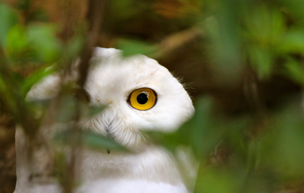 Голова белой совы