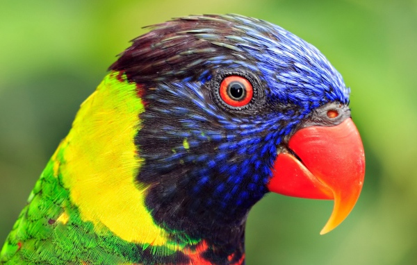 Голова попугая