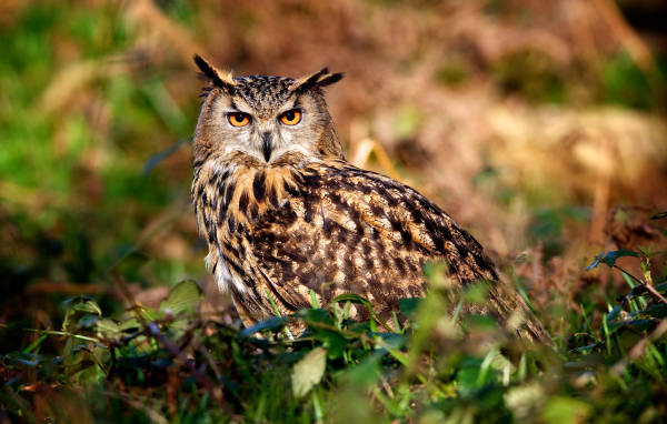 Ушастая сова