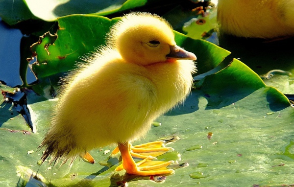 Птенец на листе лилии