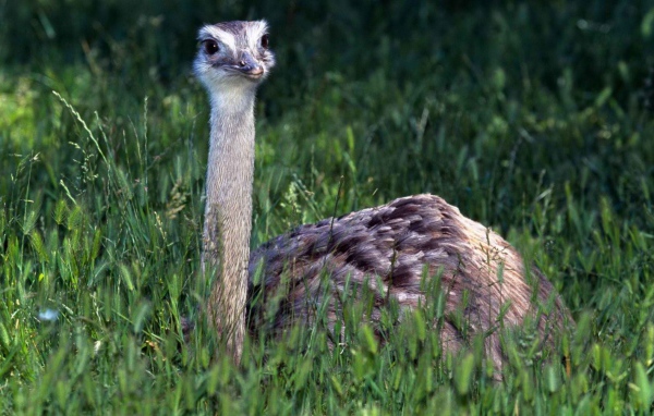 Страус в траве