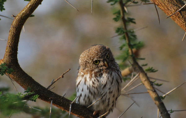 Сова на колючем дереве