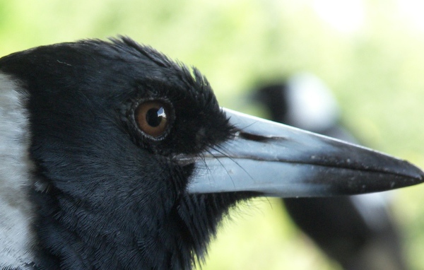 Портрет вороны