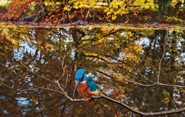 Птица удод на ветке