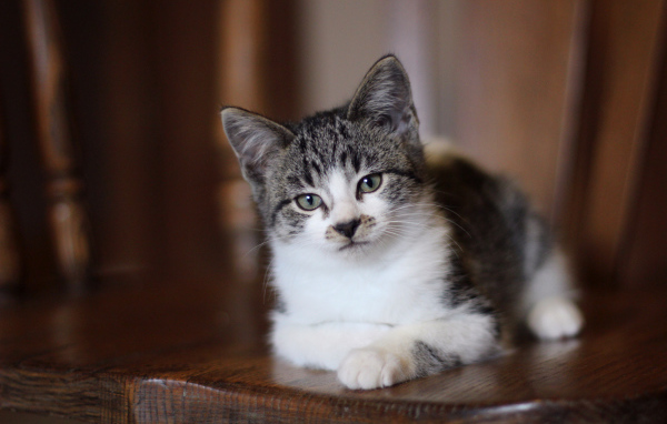 Внимательный взгляд серого кота