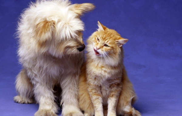 Кошка и собака лучшие друзья