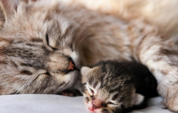 Кошка с котенком