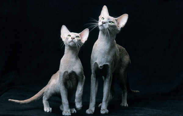 Пара ориентальных короткошерстных кошек