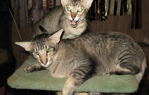 Пара ориентальных длинношерстных кошек