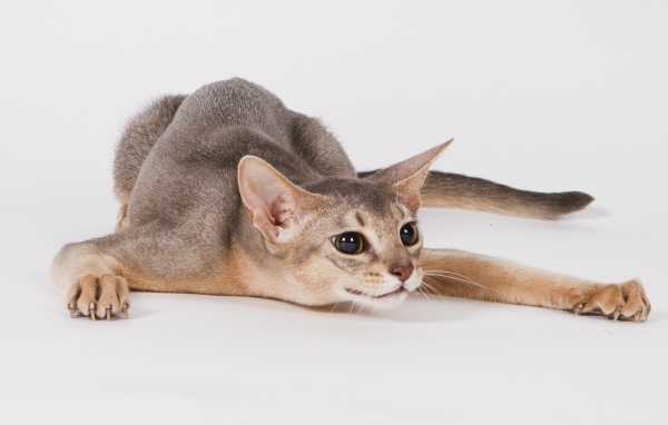 Абиссинская кошка на охоте