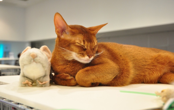 Абиссинская кошка с игрушкой