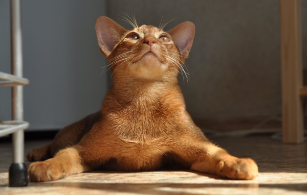 Абиссинская кошка расставила лапы