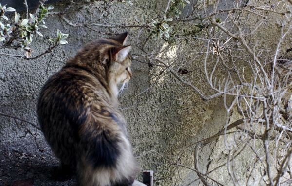 Американский бобтейл на природе
