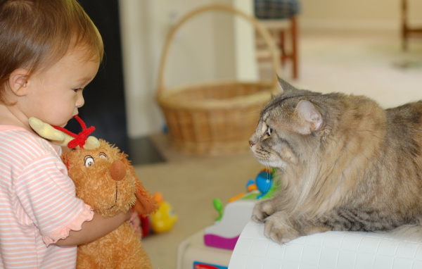 Американский бобтейл и ребенок