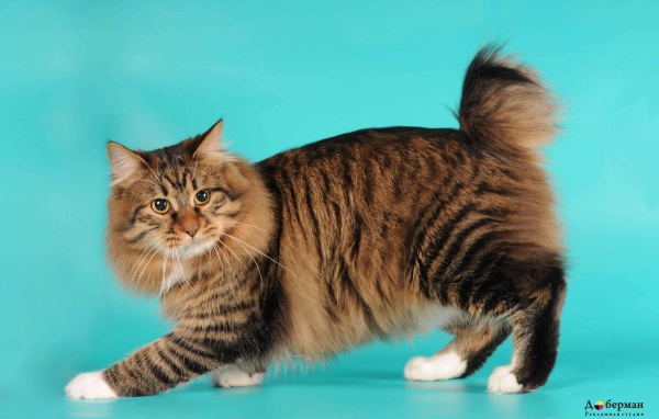 Порода кошек американский бобтейл