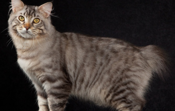 Американский бобтейл на черном фоне