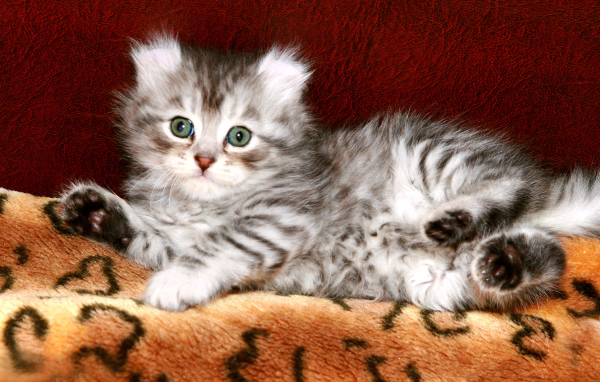 Котенок американский керл