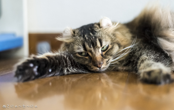 Американский керл на полу