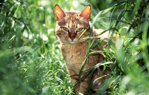 Американская короткошерстная кошка в траве