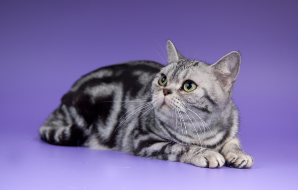 Американская короткошерстная кошка смотрит вверх