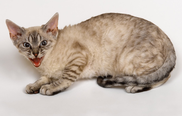 Злой кот кимрик